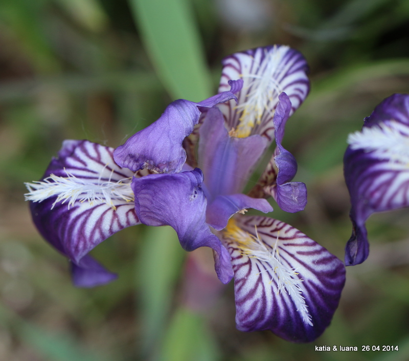 Iris lutescens