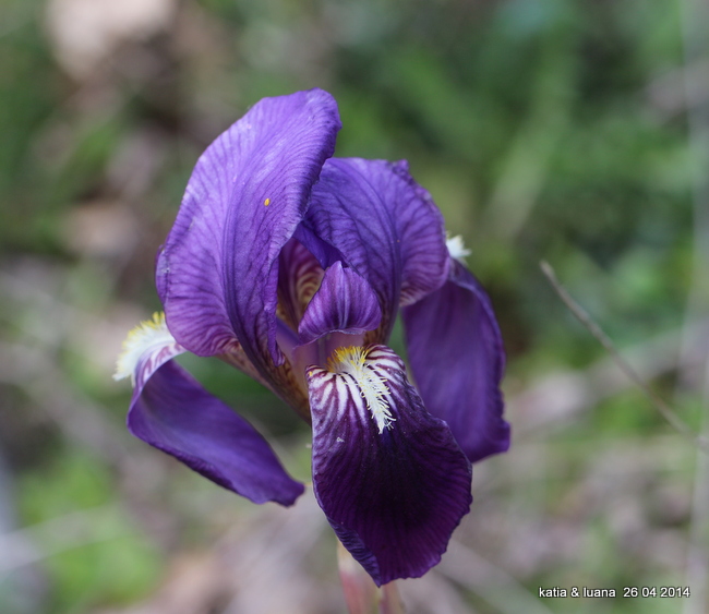 Iris lutescens