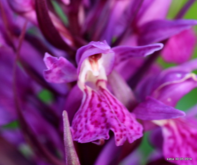 Dactylorhiza x influenza ( D.fuchsii x D.sambucina)