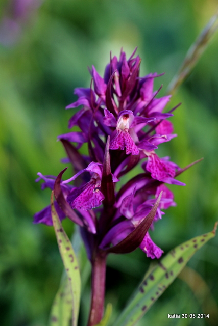 Dactylorhiza x influenza ( D.fuchsii x D.sambucina)