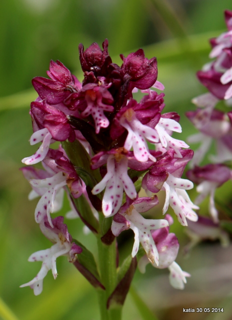 Neotinea xdietrichiana. (N.tridentata x N.ustulata)