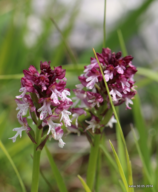 Neotinea xdietrichiana. (N.tridentata x N.ustulata)