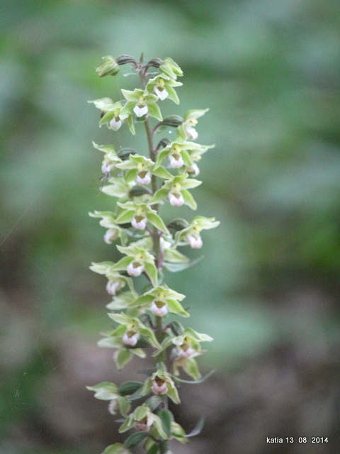 Epipactis purpurata