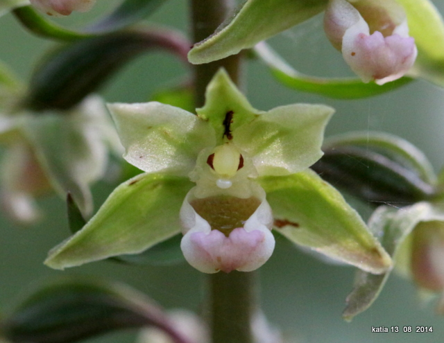 Epipactis purpurata