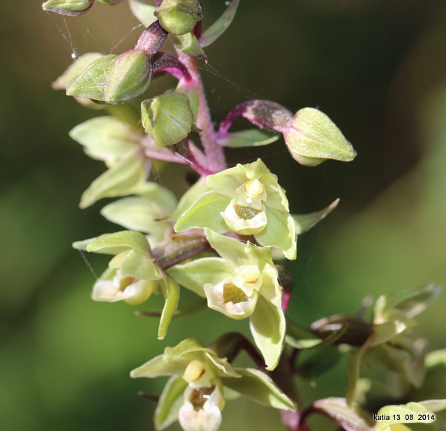 Epipactis purpurata