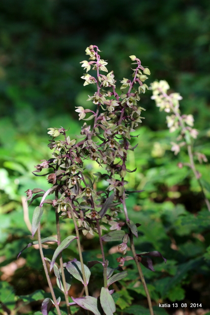 Epipactis purpurata