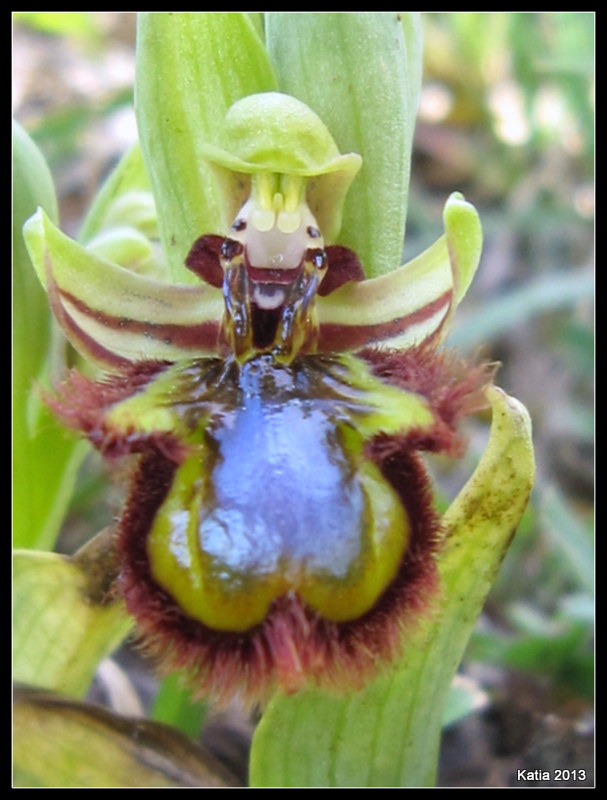 Ophrys speculum