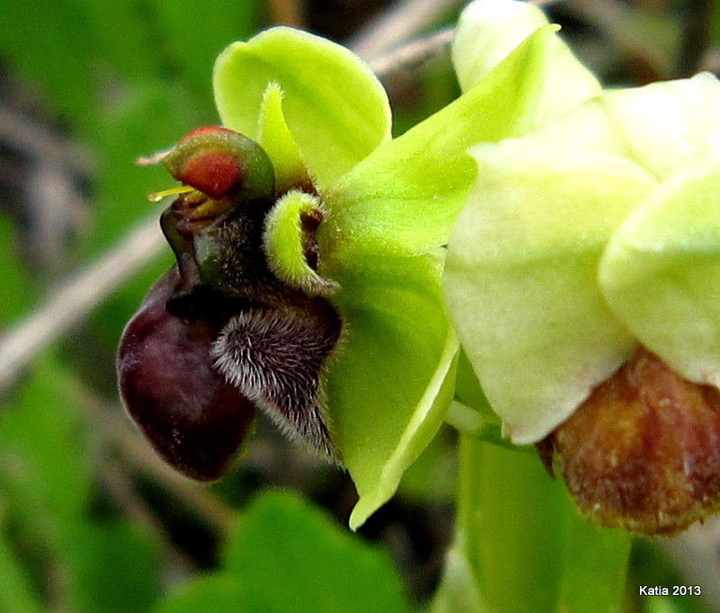 Prima chicca: O.bombiflora