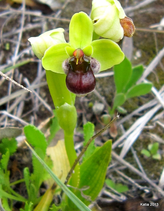 Prima chicca: O.bombiflora