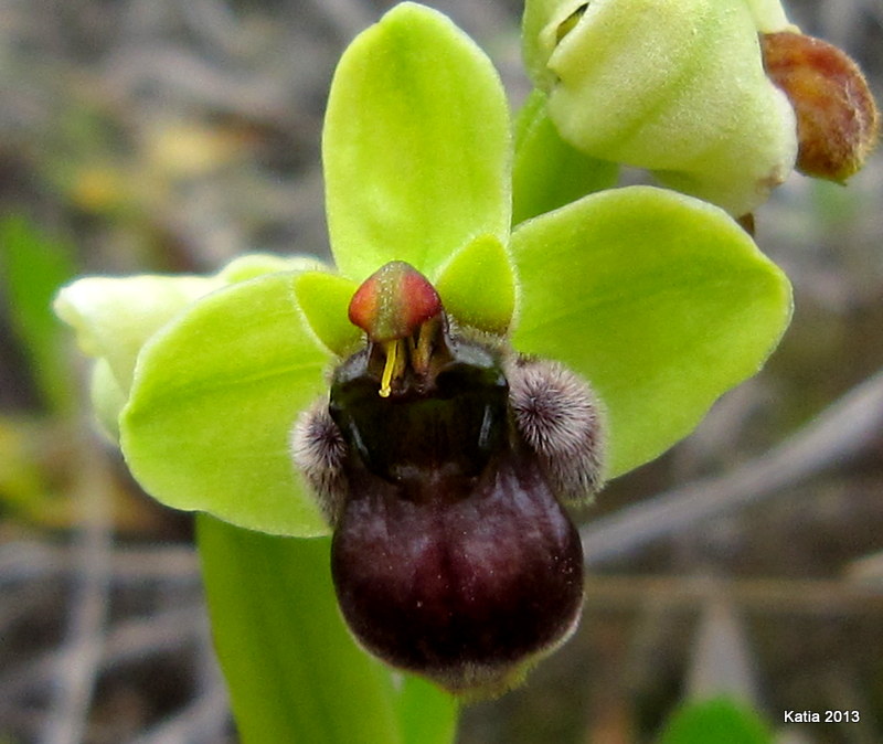 Prima chicca: O.bombiflora