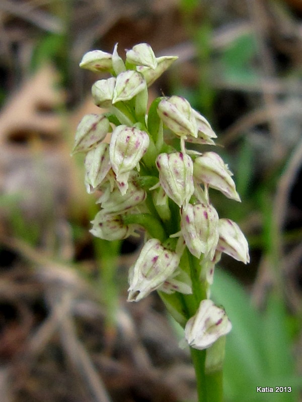 Neotinea maculata