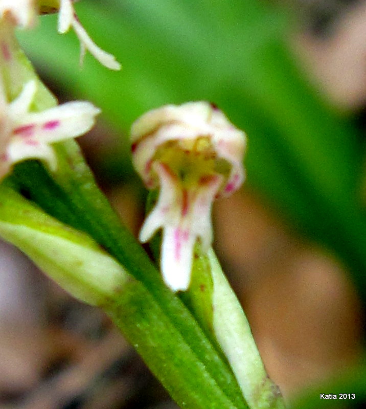 Neotinea maculata