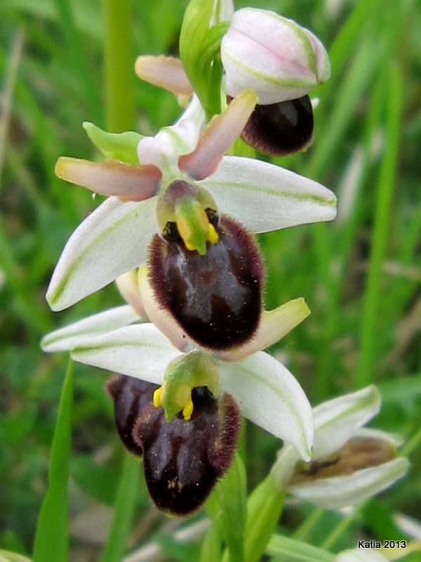 ID Ophrys