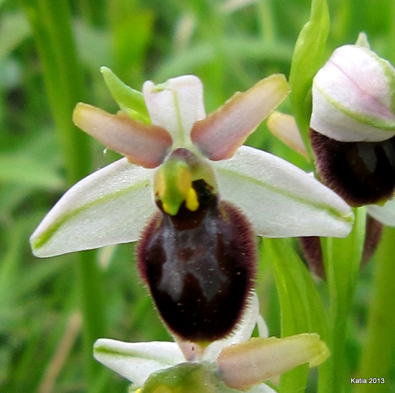 ID Ophrys