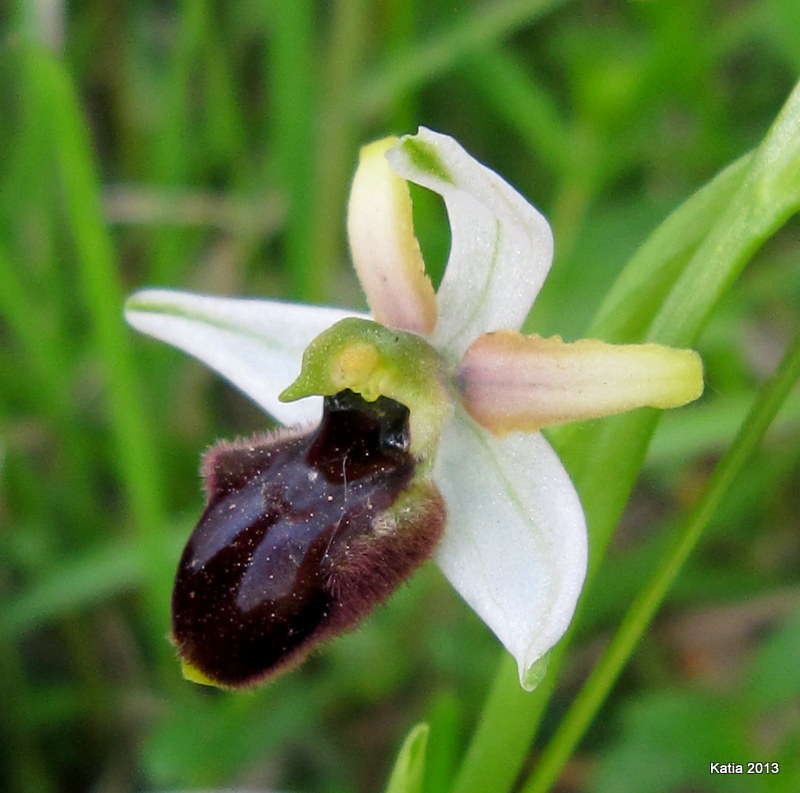 ID Ophrys