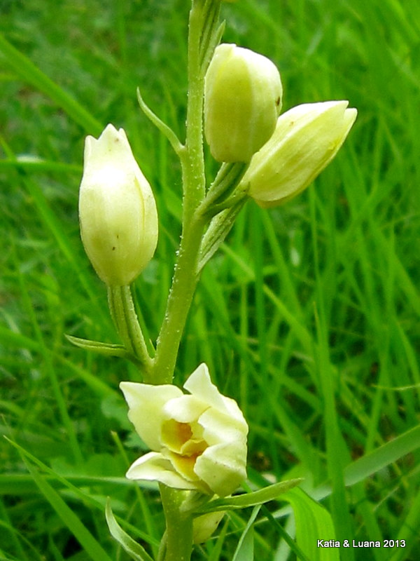 Lusus di Celephantera  damasonium