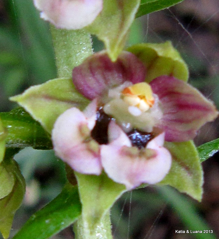 Lusus di E. helleborine