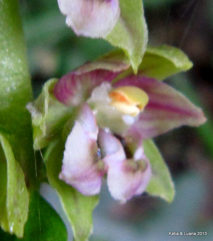 Lusus di E. helleborine