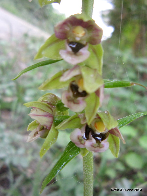 Lusus di E. helleborine