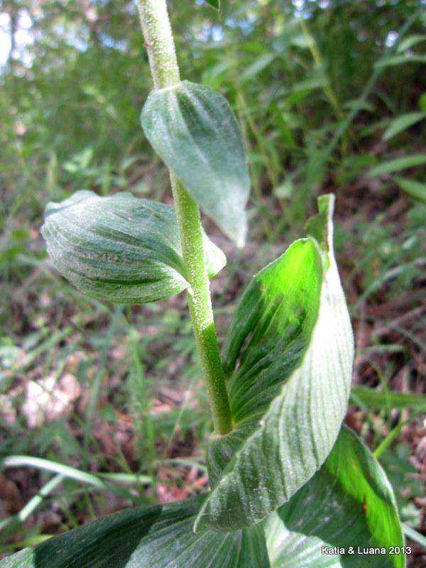 E. orbicularis ?