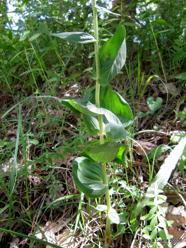 E. orbicularis ?