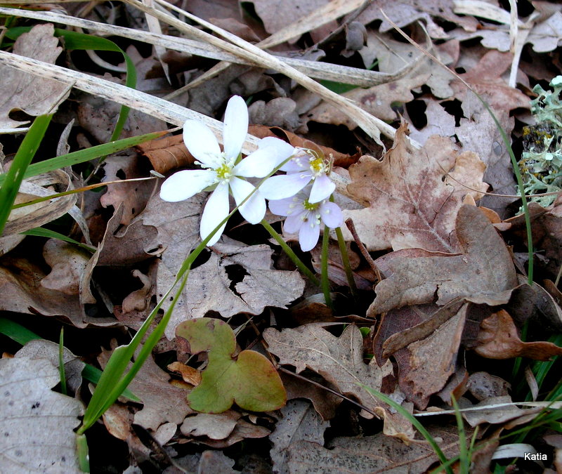 Hepatica nobilis bianca