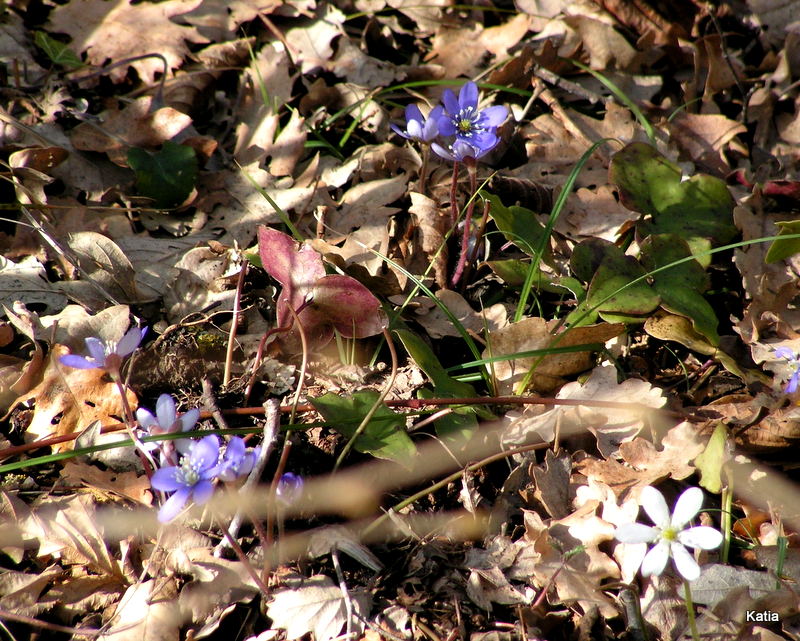 Hepatica nobilis bianca