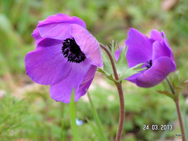 Anemone coronaria / Anemone dei fiorai