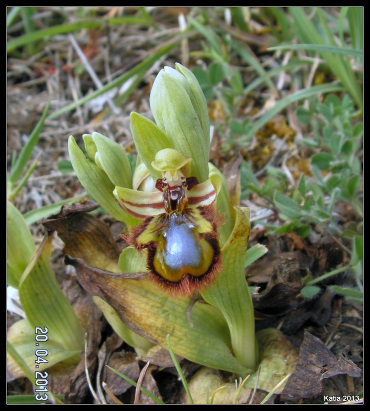 Ophrys speculum