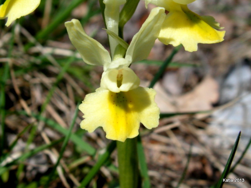 O.pauciflora