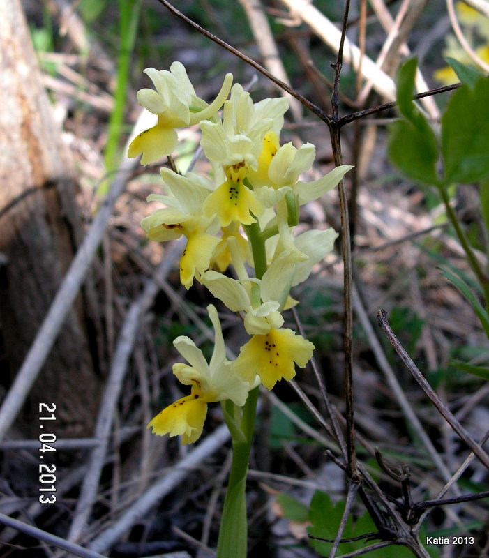 O.pauciflora