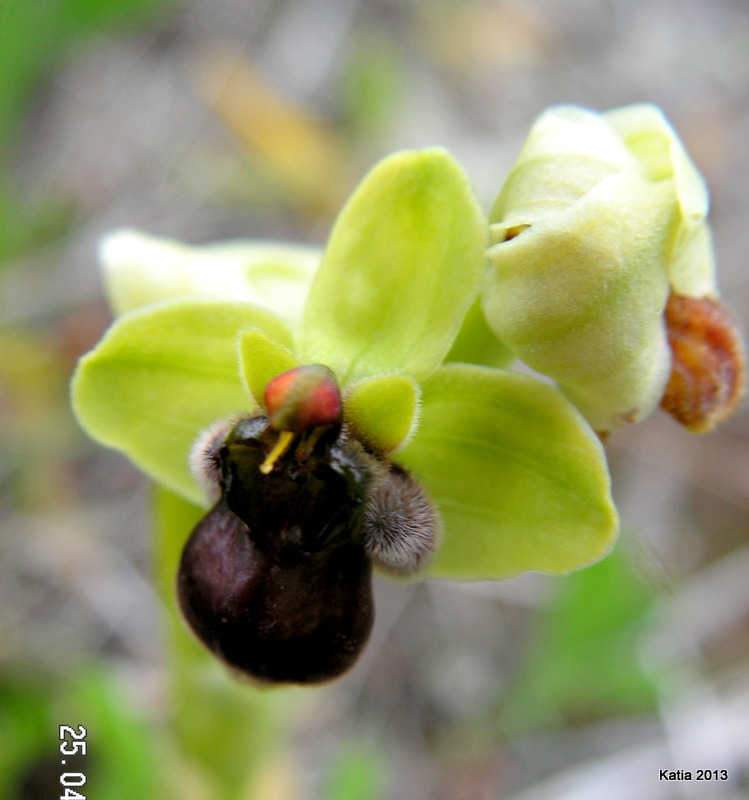 Prima chicca: O.bombiflora