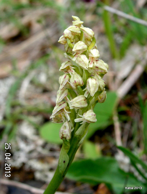 Neotinea maculata