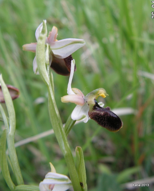 ID Ophrys