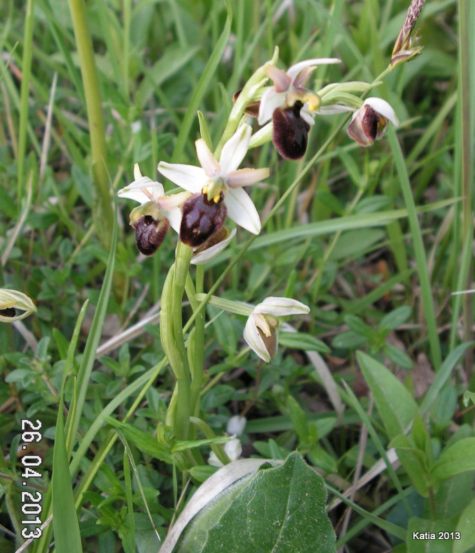 ID Ophrys