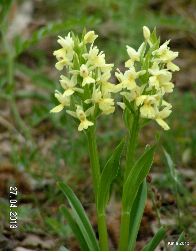 Seconda chicca D. insularis