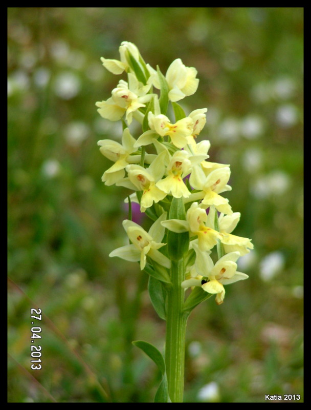 Seconda chicca D. insularis