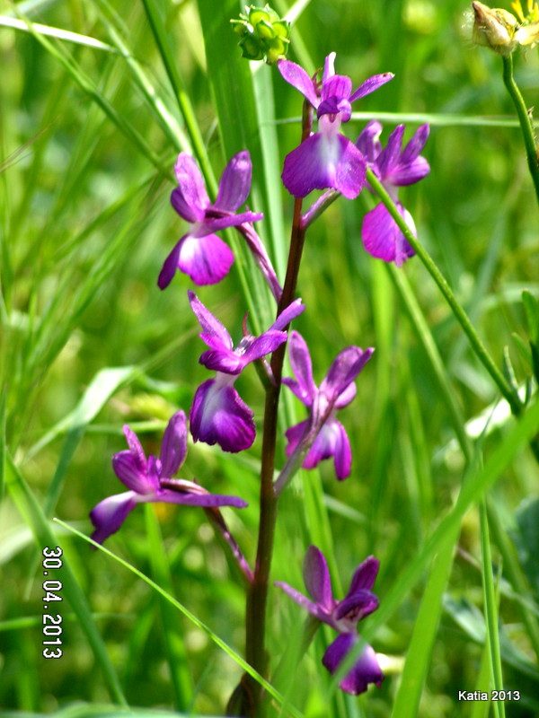 A. laxiflora