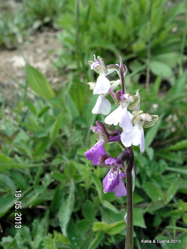 Anacamptis morio bicolor