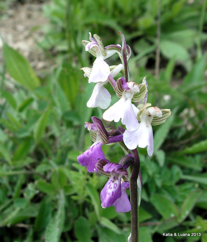 Anacamptis morio bicolor