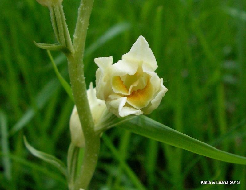 Lusus di Celephantera  damasonium