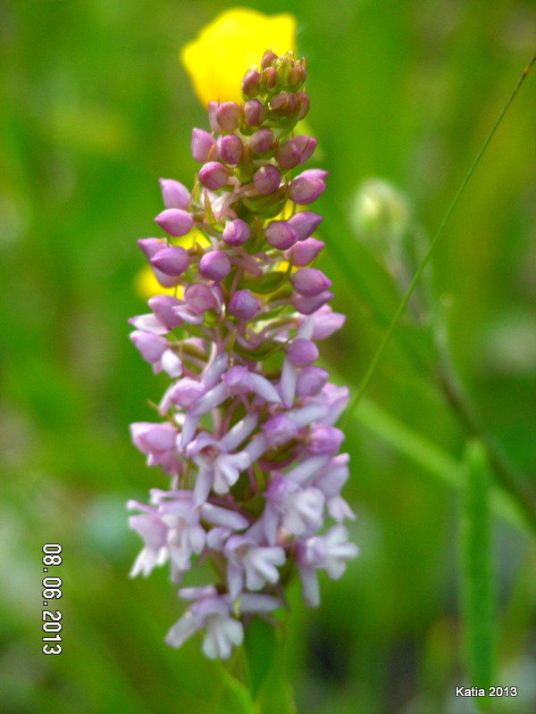 Escursione sul Monte Catria 1 - Orchidee