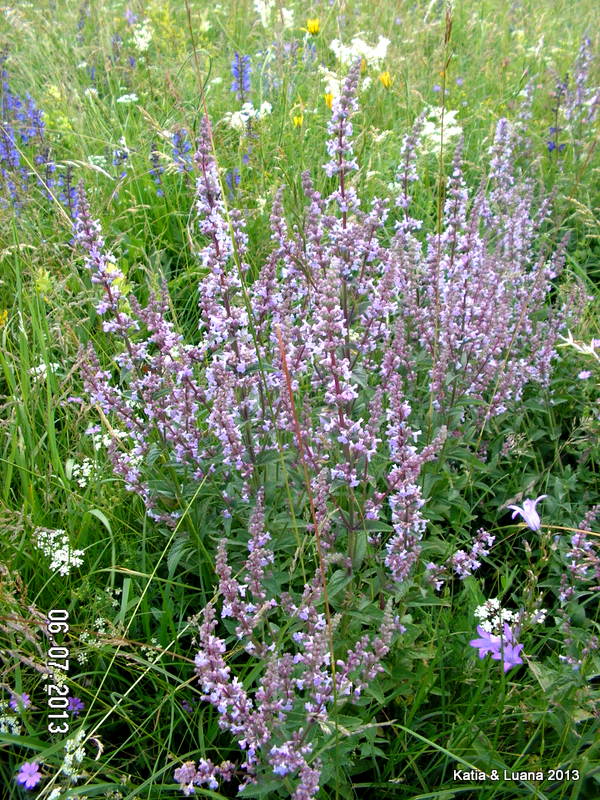 Nepeta nuda / Gattaia glabra