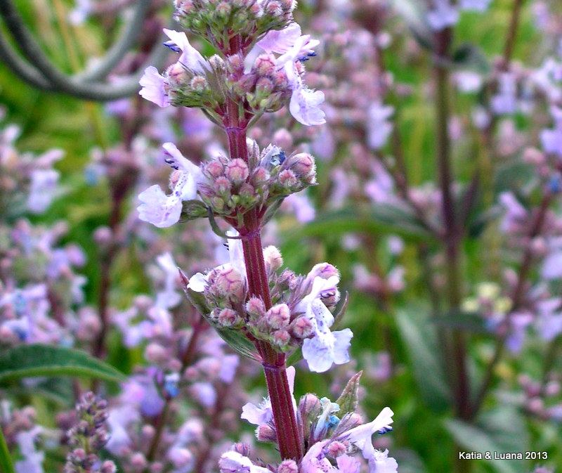 Nepeta nuda / Gattaia glabra