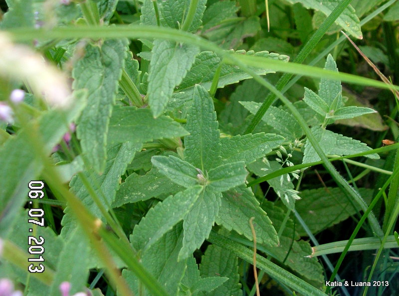 Nepeta nuda / Gattaia glabra