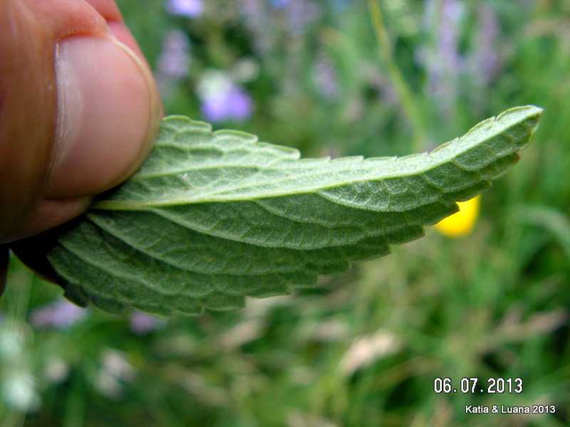 Nepeta nuda / Gattaia glabra