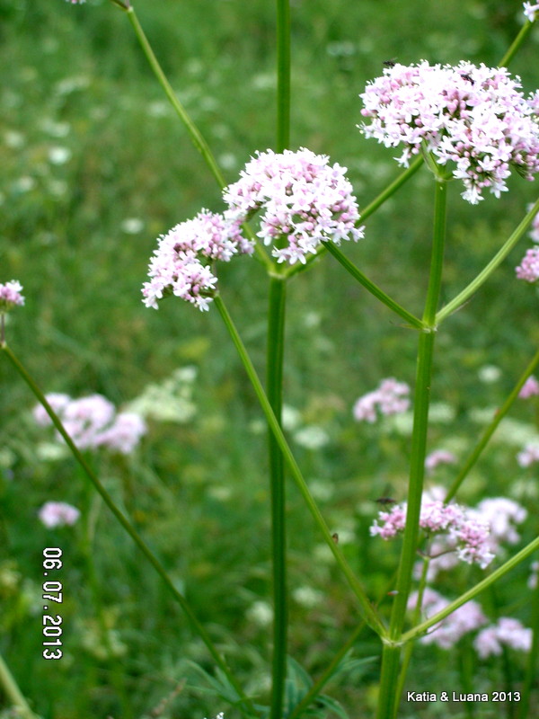 Valeriana officinalis / Valeriana comune