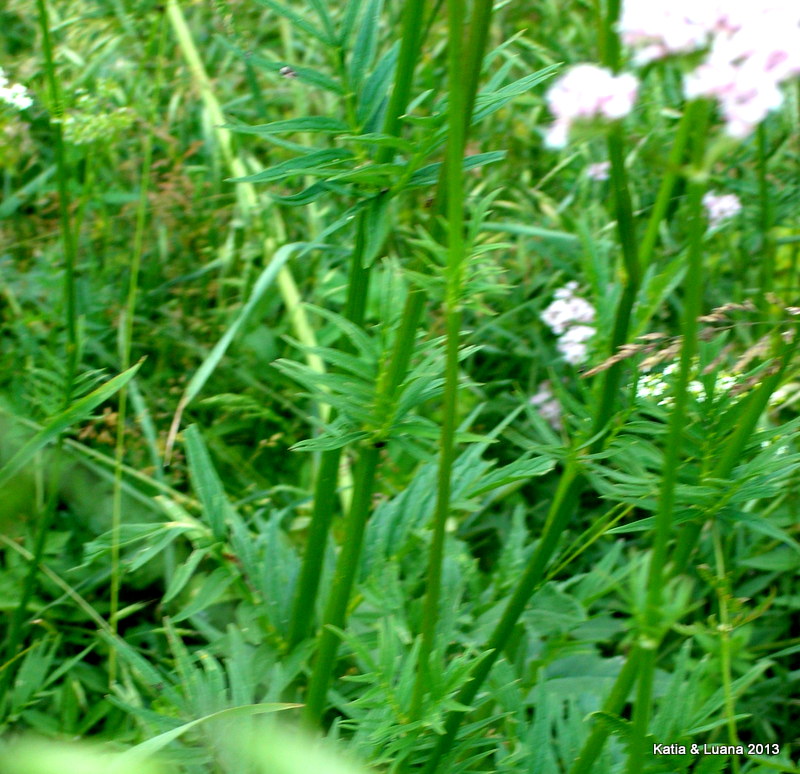 Valeriana officinalis / Valeriana comune