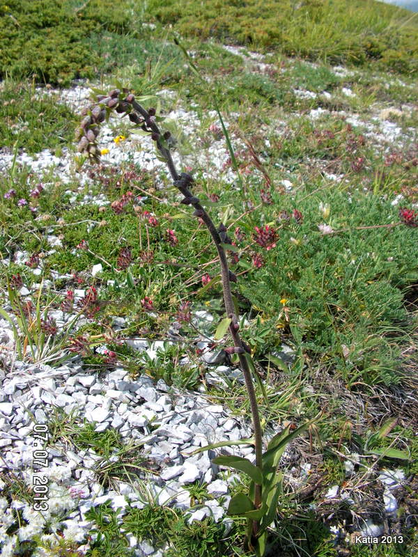 Epipactis. atrorubens