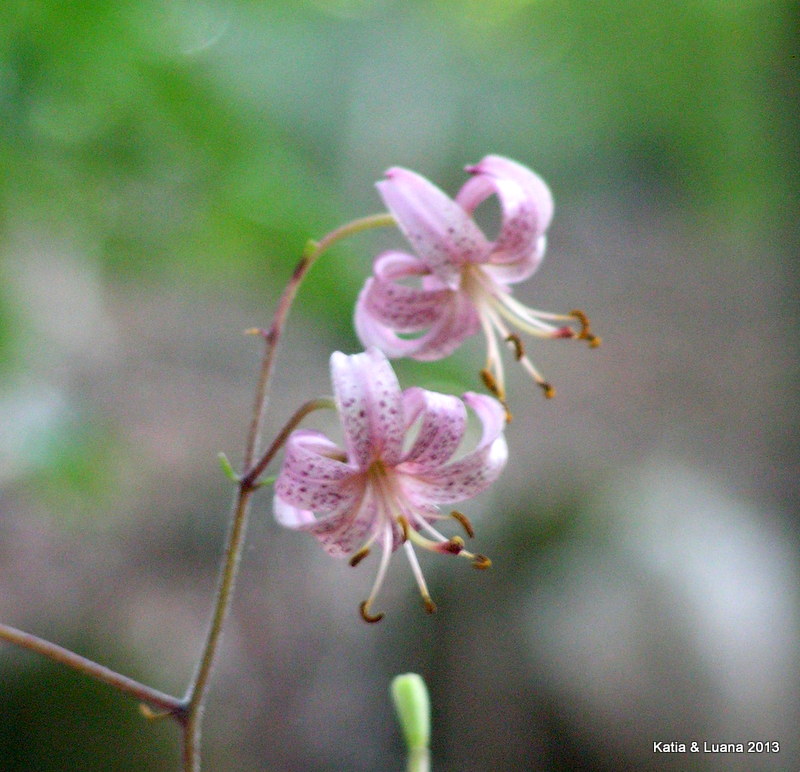 Lilium martagon